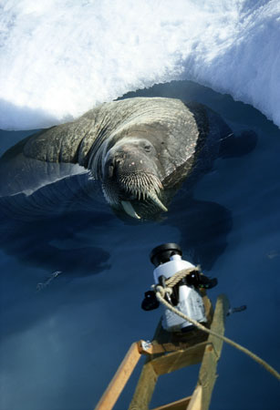 A walrus strikes a pose in Arctic Tale.