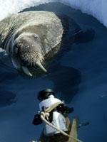 Arctic Tale. Click image to expand.