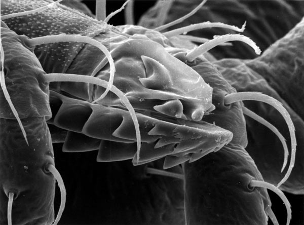 A tick mouth.