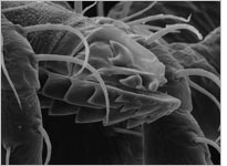 A tick mouth. Click image to expand