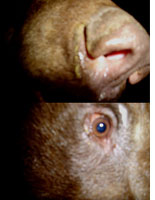 The bear investigates the camera trap. Click image to expand.