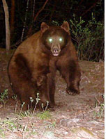 A camera trap surprises a bear. Click image to expand.