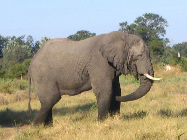 An African elephant.