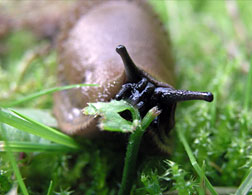 A slug.