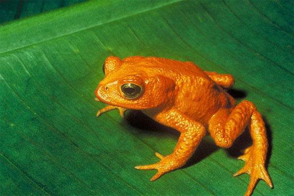Golden toad.