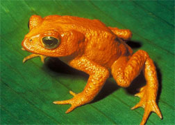 Golden Toad. Click image to expand.