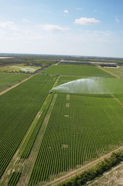 Florida Crops.