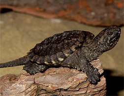 Turtle. Clck image to expand.