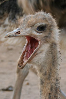 Ostrich. Click image to expand.
