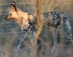A wild dog. Click image to expand.