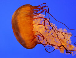 A jellyfish.