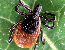 A tick.