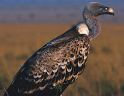 A vulture.