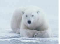 Polar Bear