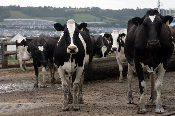 Cows.