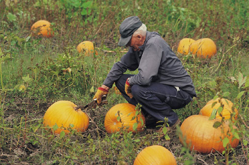 A farmer harvests pumpkins.