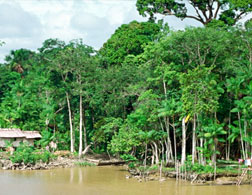 Amazon River. 