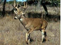 Photograph of white-tailed deer by the USDA.