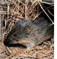 Prairie Vole. 