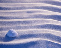 One seashell by Photodisc/Getty Images.