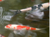 Koi in pond. Photo by Art Wolfe.