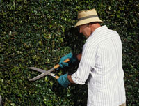 Photograph of hedge by George Doyle/Stockbyte.