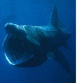Basking shark. Image courtesy of Wikipedia.