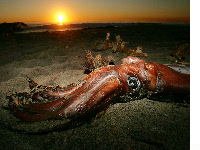 Jumbo Squid Photograph courtesy of David McNew/Getty Images. 