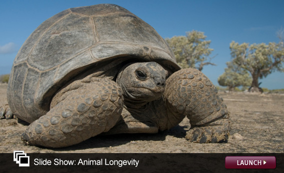 Slide Show: Animal Longevity. Click image to launch.