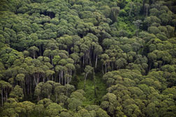 An aerial view of rainforest.