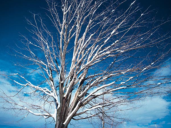 Tree in winter.