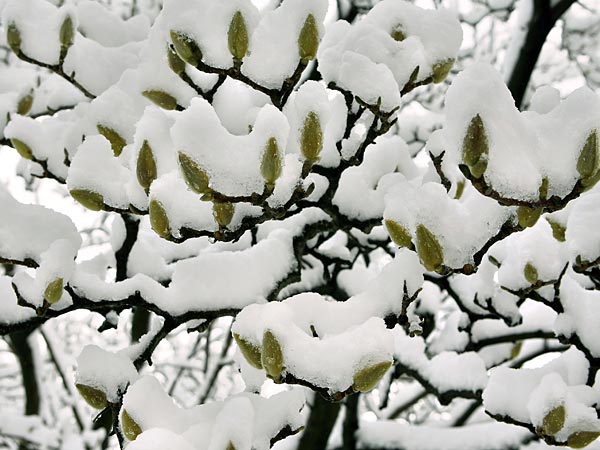 Magnolia leaves.