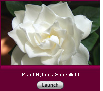 Click here to view a slide show on plant hybrids gone wild.