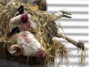 Lost sheep