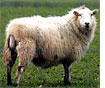 sheep