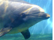 Flipper' s sense of self