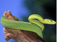 A green mamba snake. Click image to expand.