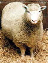 Dolly, the cloned sheep