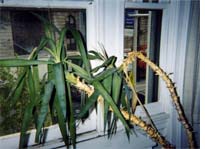 My yucca plant, which has been with me for about 10 years