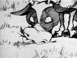 the cow grazing
