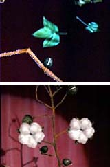 From leaves to bolls