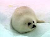 Pup on ice