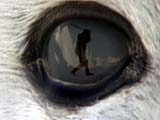 Close-up of eye