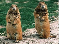 Blacktailed prairie dog