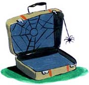 Illustration by Amanda Duffy