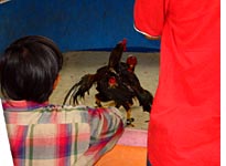 Cockfighting!