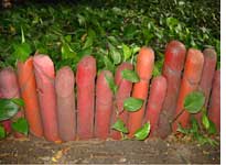 A little penis fence holds in groundcover