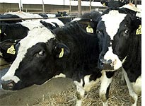 Holsteins galore