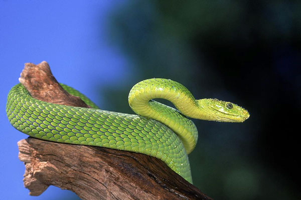 How can you buy a green mamba snake?