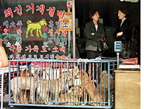 Dogs ready for market